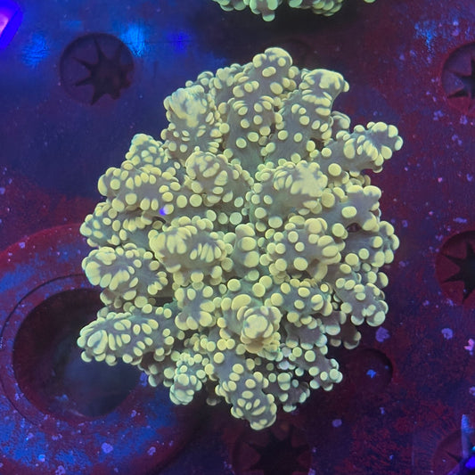 Golden Octospawn WYSIWYG P2-01-M08