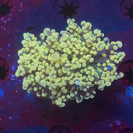 Golden Octospawn WYSIWYG P2-03-M08
