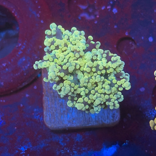 Golden Octospawn WYSIWYG P2-04-M08