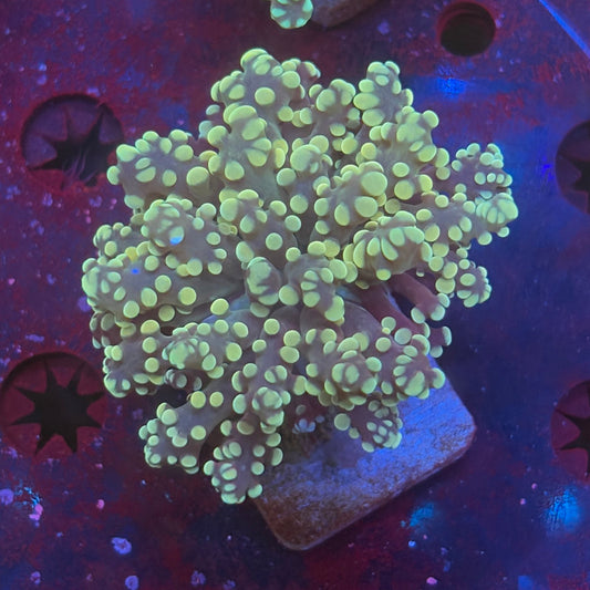 Golden Octospawn WYSIWYG P2-05-M08