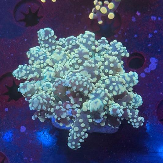 Golden Octospawn WYSIWYG P2-07-M08