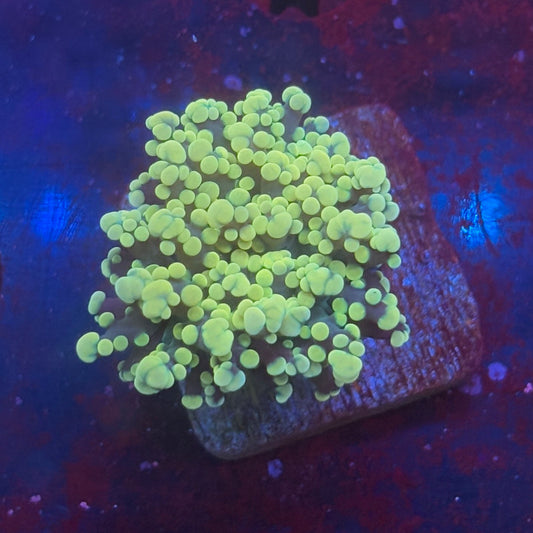 Golden Octospawn WYSIWYG P2-09-M08