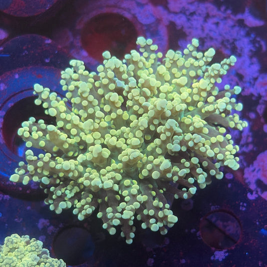 2 Heads Golden Octospawn WYSIWYG P2-11-M08