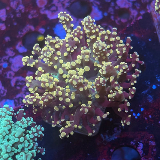 Peach Limeade Frogspawn WYSIWYG P2-12-M08