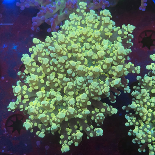2 Heads Golden Octospawn WYSIWYG P2-13-M08