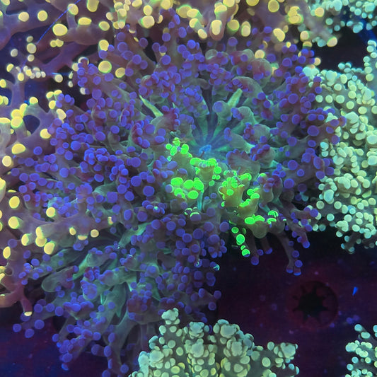 2 Heads Grafted OG Frogspawn WYSIWYG P2-14-M08