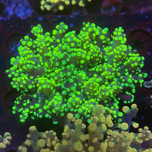 2 Heads Neon Octospawn WYSIWYG P2-16-M08