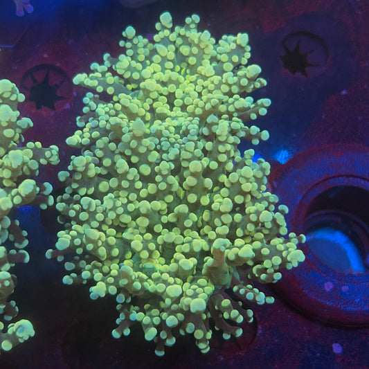 2 Heads Golden Octospawn WYSIWYG P2-17-M08