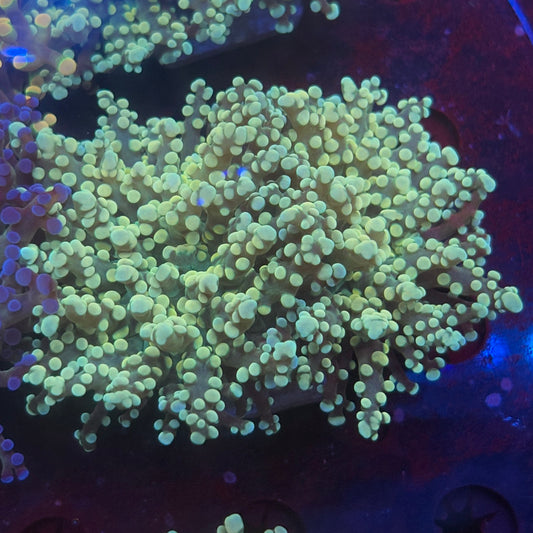 2 Heads Golden Octospawn WYSIWYG P2-18-M08
