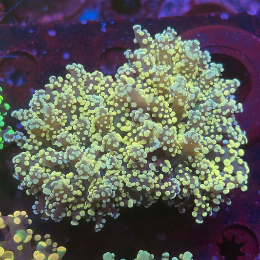 2 Heads Golden Octospawn WYSIWYG P2-20-M08