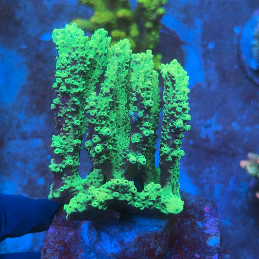 A01-06-M08 SPS Indo Colony WYSIWYG