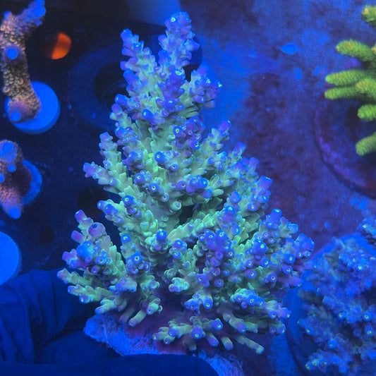 A02-02-M08 SPS Indo Colony WYSIWYG