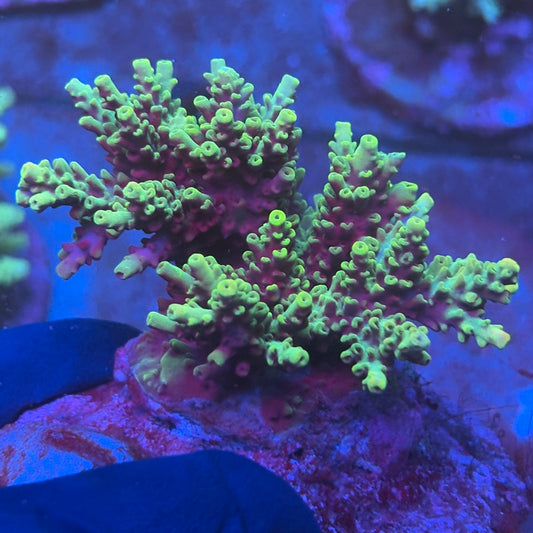 A02-05-M08 SPS Indo Colony WYSIWYG