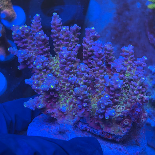 A02-07-M08 SPS Indo Colony WYSIWYG