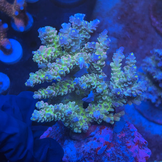 A03-01-M08 SPS Indo Colony WYSIWYG
