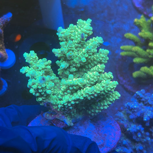 A03-03-M08 SPS Indo Colony WYSIWYG