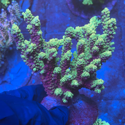 A03-04-M08 SPS Indo Colony WYSIWYG