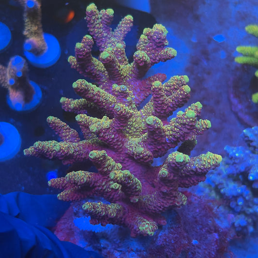 A03-06-M08 SPS Indo Colony WYSIWYG