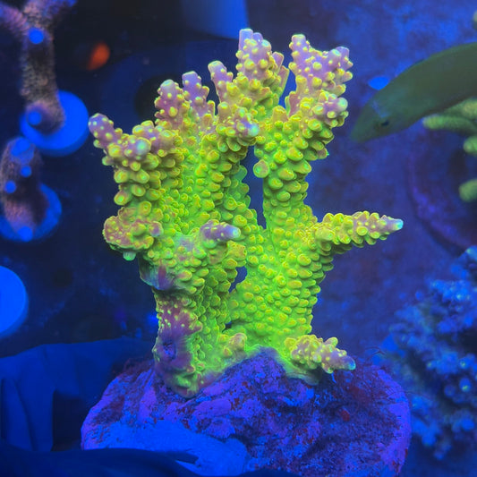 A03-07-M08 SPS Indo Colony WYSIWYG