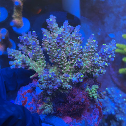 A04-01-M08 SPS Indo Colony WYSIWYG