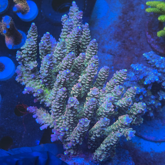 A04-02-M08 SPS Indo Colony WYSIWYG
