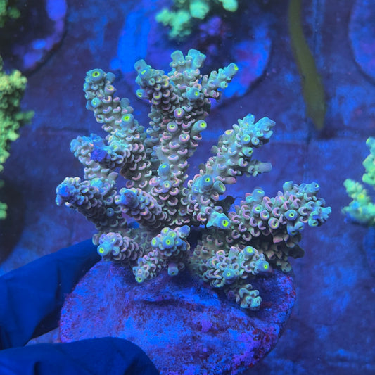 A04-04-M08 SPS Indo Colony WYSIWYG