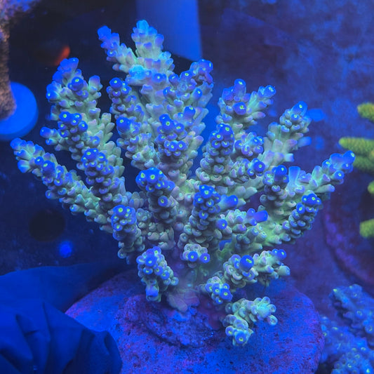 A04-06-M08 SPS Indo Colony WYSIWYG