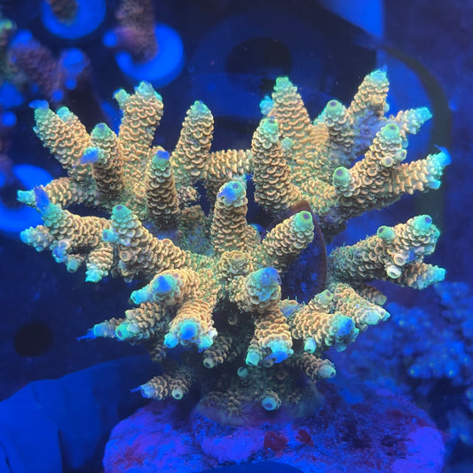 A04-07-M08 SPS Indo Colony WYSIWYG