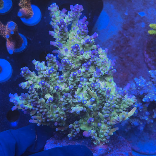 A05-01-M08 SPS Indo Colony WYSIWYG
