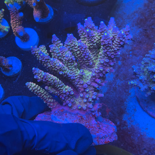 A05-02-M08 SPS Indo Colony WYSIWYG