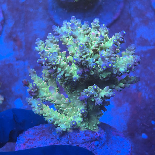 A05-03-M08 SPS Indo Colony WYSIWYG