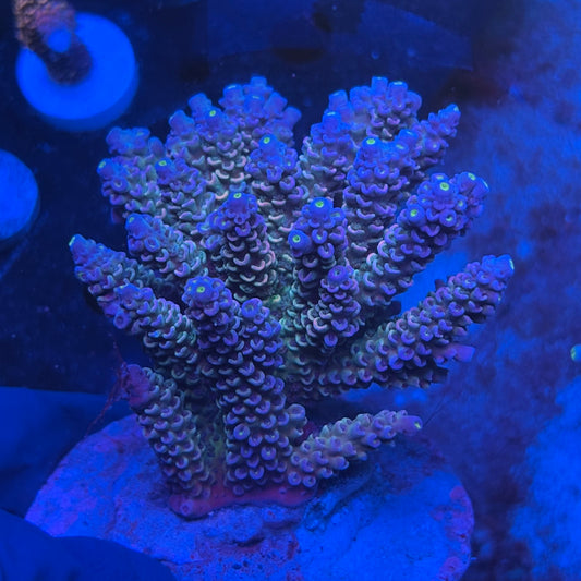 A05-05-M08 SPS Indo Colony WYSIWYG