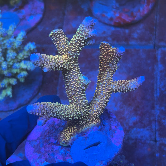 A05-06-M08 SPS Indo Colony WYSIWYG
