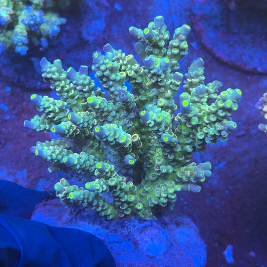 A06-02-M08 SPS Indo Colony WYSIWYG