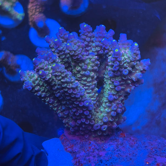 A06-04-M08 SPS Indo Colony WYSIWYG