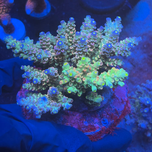 A06-06-M08 SPS Indo Colony WYSIWYG