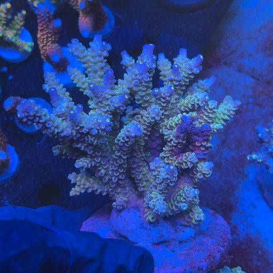 A06-07-M08 SPS Indo Colony WYSIWYG