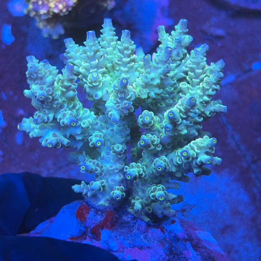 A07-01-M08 SPS Indo Colony WYSIWYG