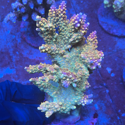 A07-02-M08 SPS Indo Colony WYSIWYG