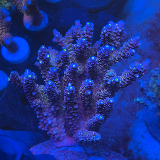 A07-03-M08 SPS Indo Colony WYSIWYG