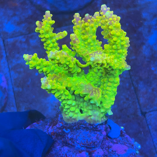A07-05-M08 SPS Indo Colony WYSIWYG