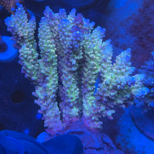 A07-06-M08 SPS Indo Colony WYSIWYG