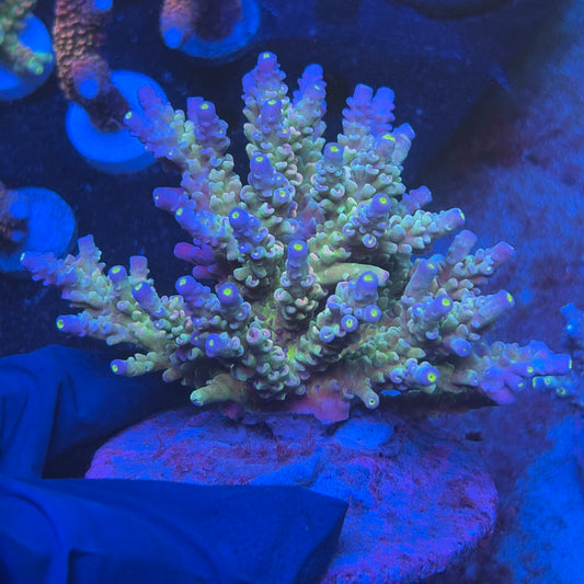 A07-07-M08 SPS Indo Colony WYSIWYG