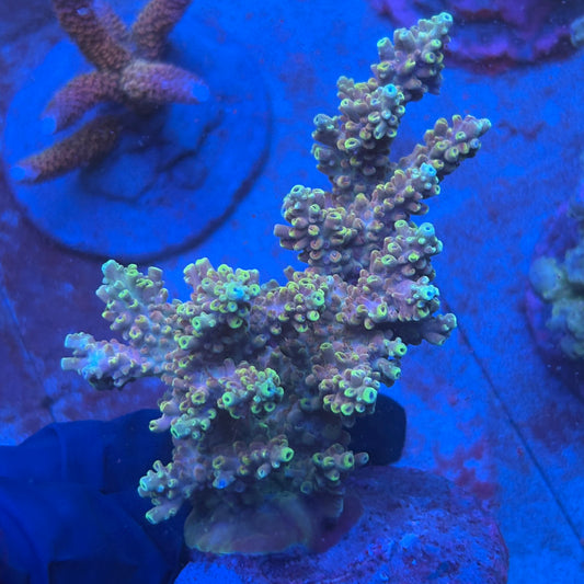 A08-03-M08 SPS Indo Colony WYSIWYG