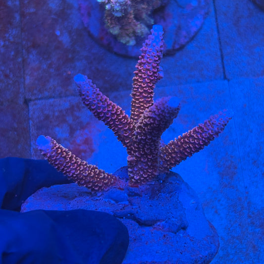 A08-04-M08 SPS Indo Colony WYSIWYG