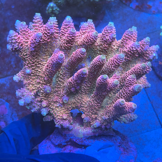 A08-05-M08 SPS Indo Colony WYSIWYG