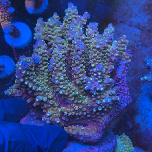 A08-06-M08 SPS Indo Colony WYSIWYG