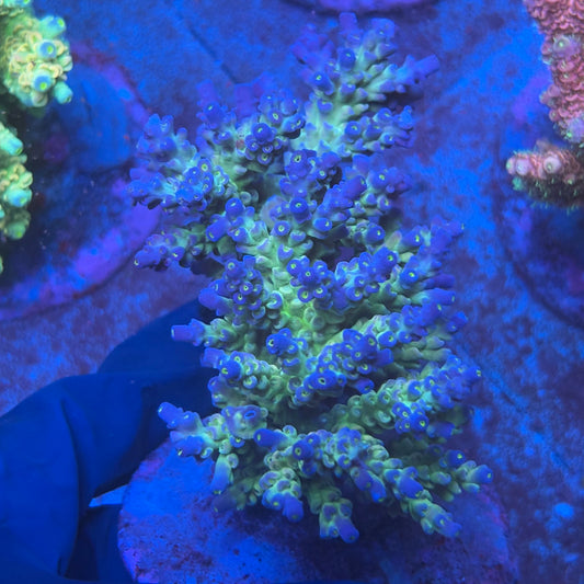 A09-01-M08 SPS Indo Colony WYSIWYG