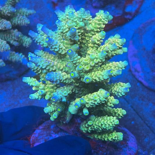 A09-02-M08 SPS Indo Colony WYSIWYG