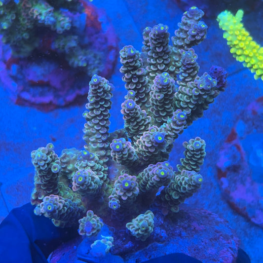 A09-03-M08 SPS Indo Colony WYSIWYG